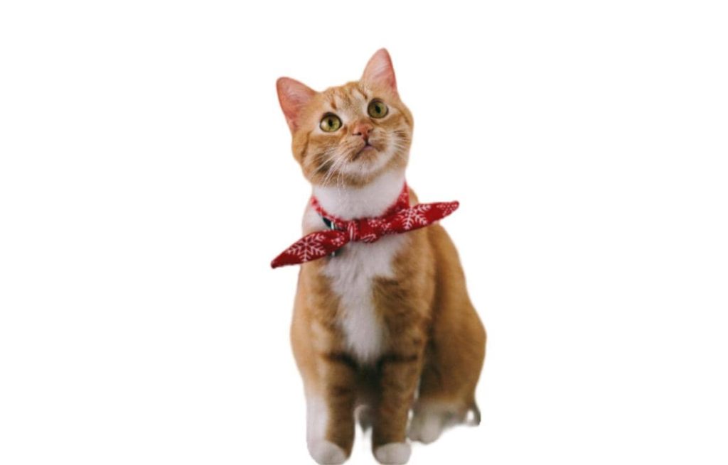 gato